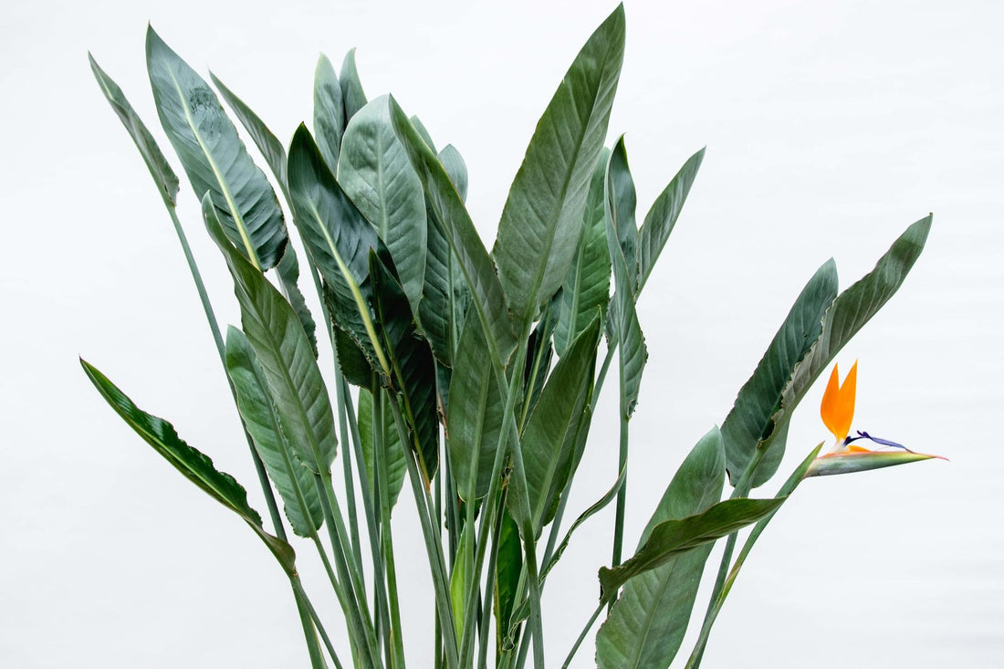 Strelitzia Reginae  – Orange Paradiesvogel für Innen &amp; Garten