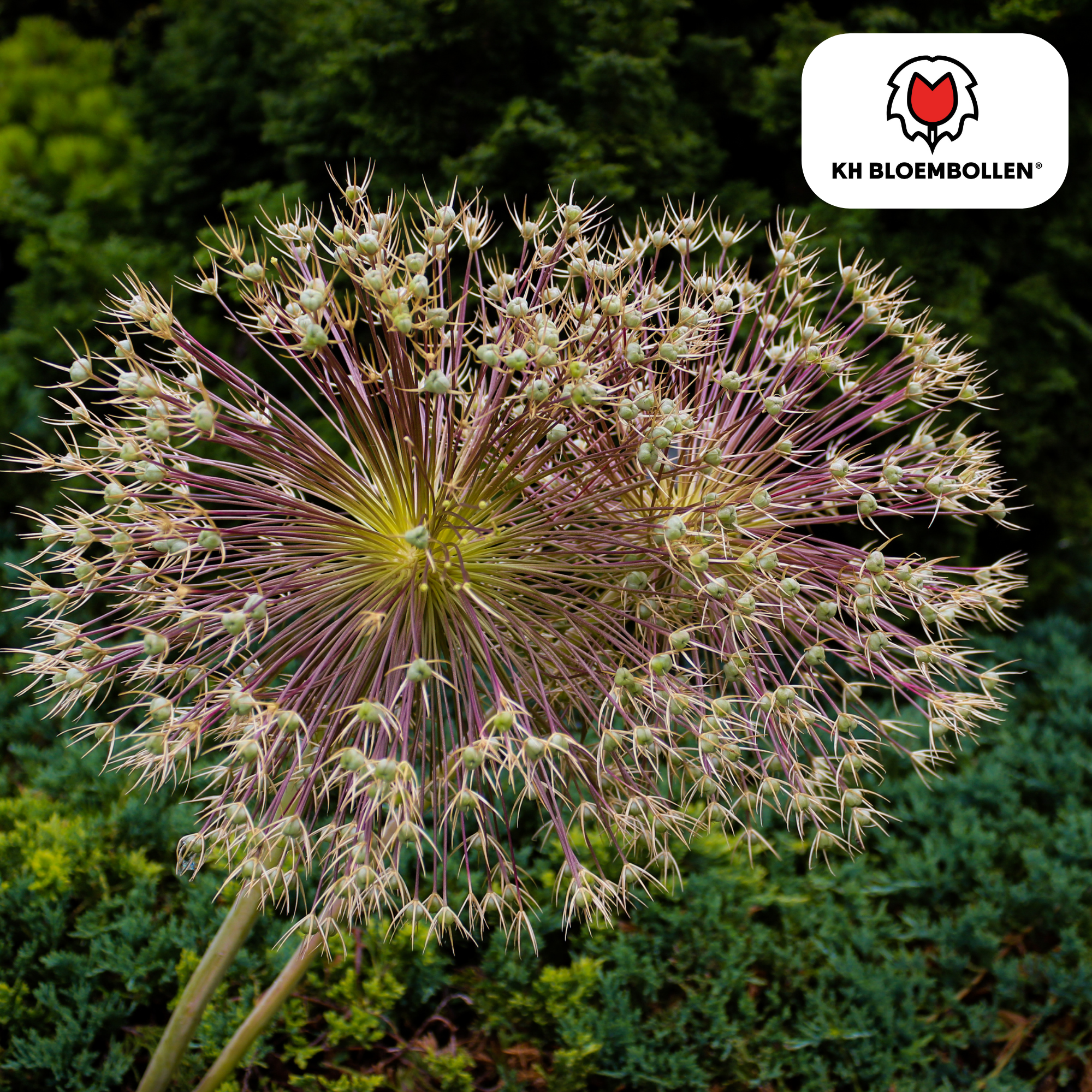 Allium schubertii – 5 Stück | Spektakulärer Zierlauch