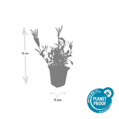 24x Verbena bonariensis – Argentinisches Eisenkraut für Präriegärten &amp; Beete – Höhe 10–25 cm – Ø 9 cm