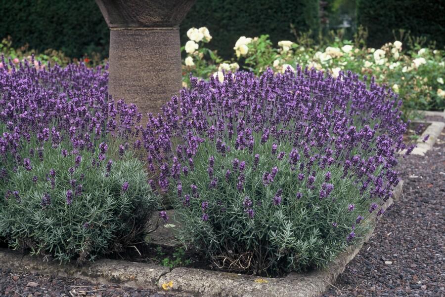 24x Lavandula ang. &