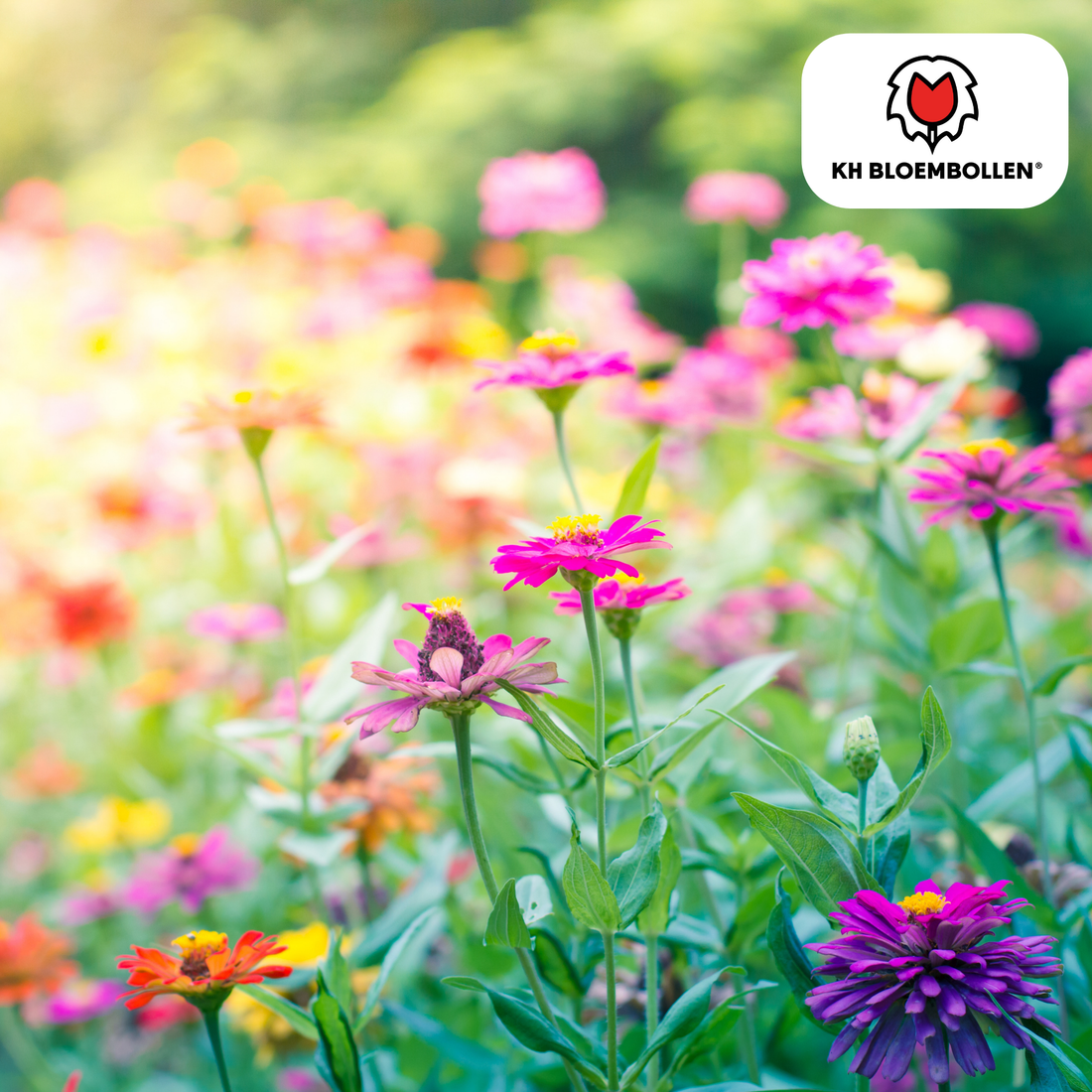 Wildblumensamenmischung – 100 g | Bienenfreundlich &amp; heimisch