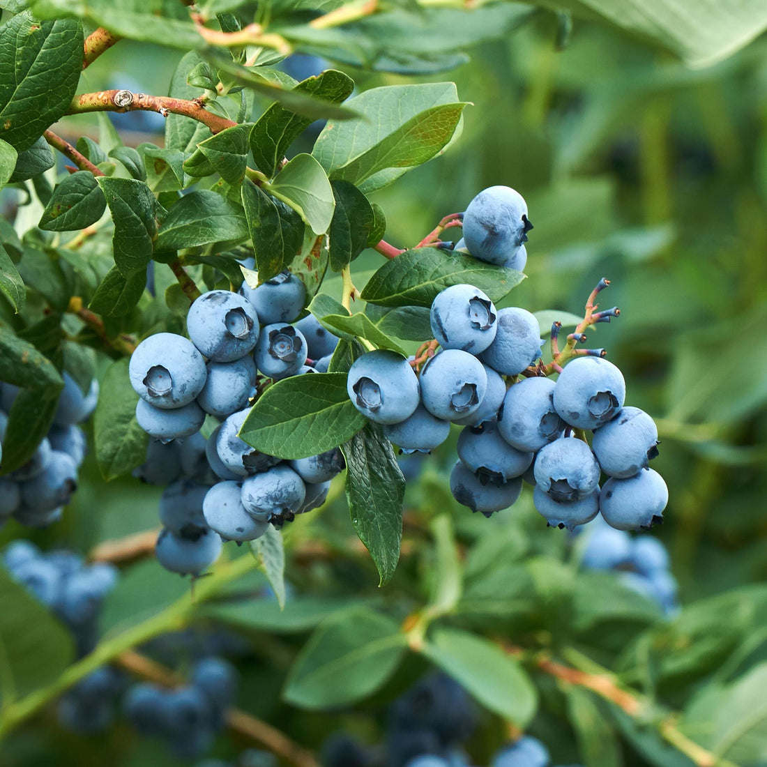 Heidelbeere - Vaccinium corymbosum Goldtraube - Blaubeere - Dornenlos - 2 Pflanzen - Topf 11cm Höhe 40cm
