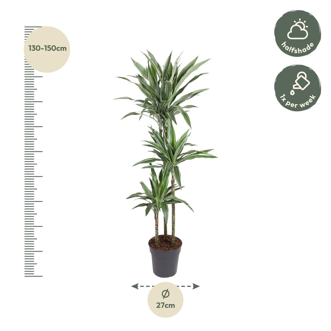 Dracaena Warneckei (Drachenbaum)