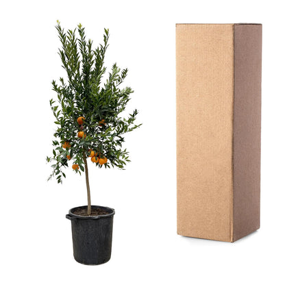 Citrus Mandarino 200 cm | Mandarinenbaum im Ø40 cm Topf – Mediterrane Kübelpflanze
