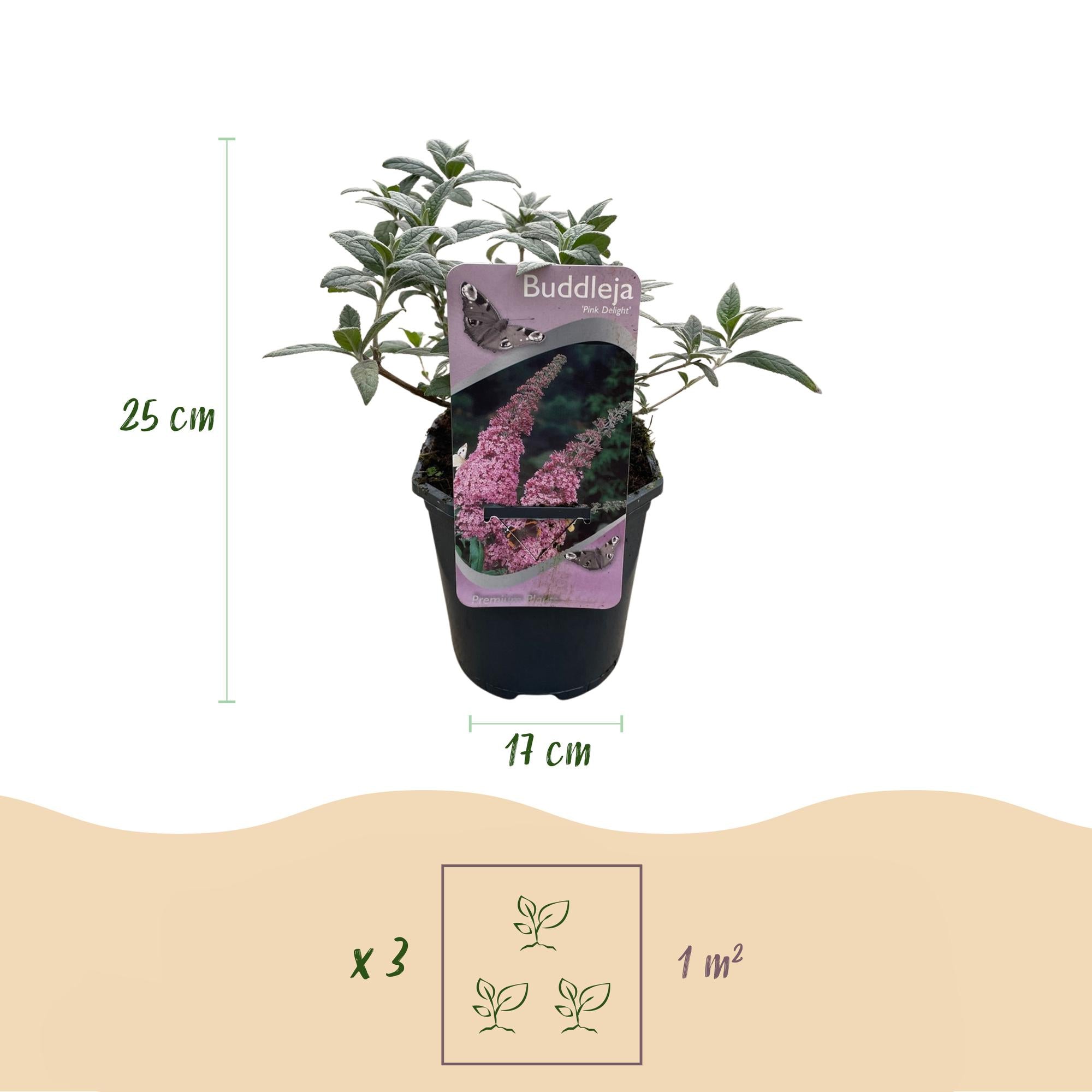Schmetterlingsstrauch - Buddleja davidii Pink Delight - Blüte Rosa - 1 Pflanze - Laubabwerfend - Schmetterlingsanziehend - Topf 17cm Höhe 25cm