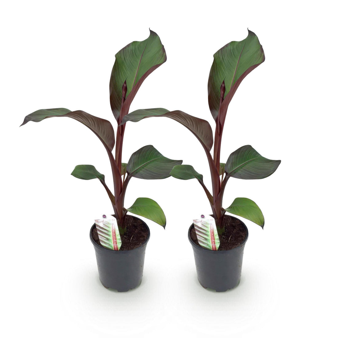 Obstpflanze - Bananenpflanze - Ensete ventricosum Maurelli - Winterhart - 2 Pflanzen - Topf 17cm Höhe 40cm