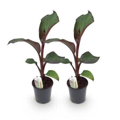 Obstpflanze - Bananenpflanze - Ensete ventricosum Maurelli - Winterhart - 2 Pflanzen - Topf 17cm Höhe 40cm