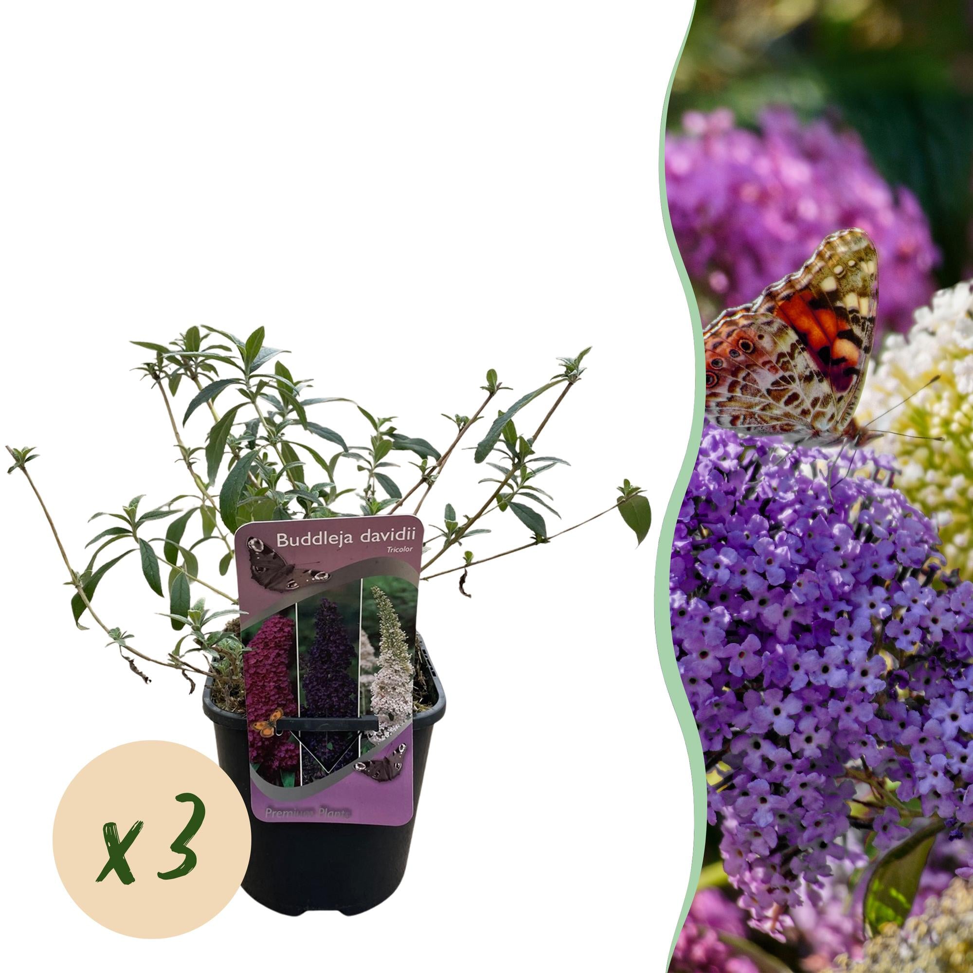 Schmetterlingsstrauch - Buddleja davidii Tricolour - Blüten Rosa, Weiß und Lila - 3 Pflanzen - 1m2 - Laubabwerfend - Schmetterlingsanlockend - Topf 17cm Höhe 30cm