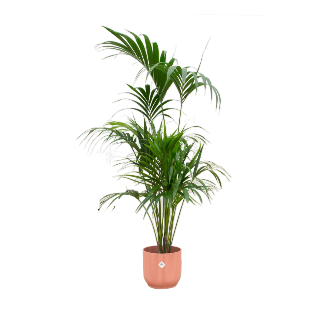Kentia Palme 130 cm – Elegante Zimmerpalme im Topf