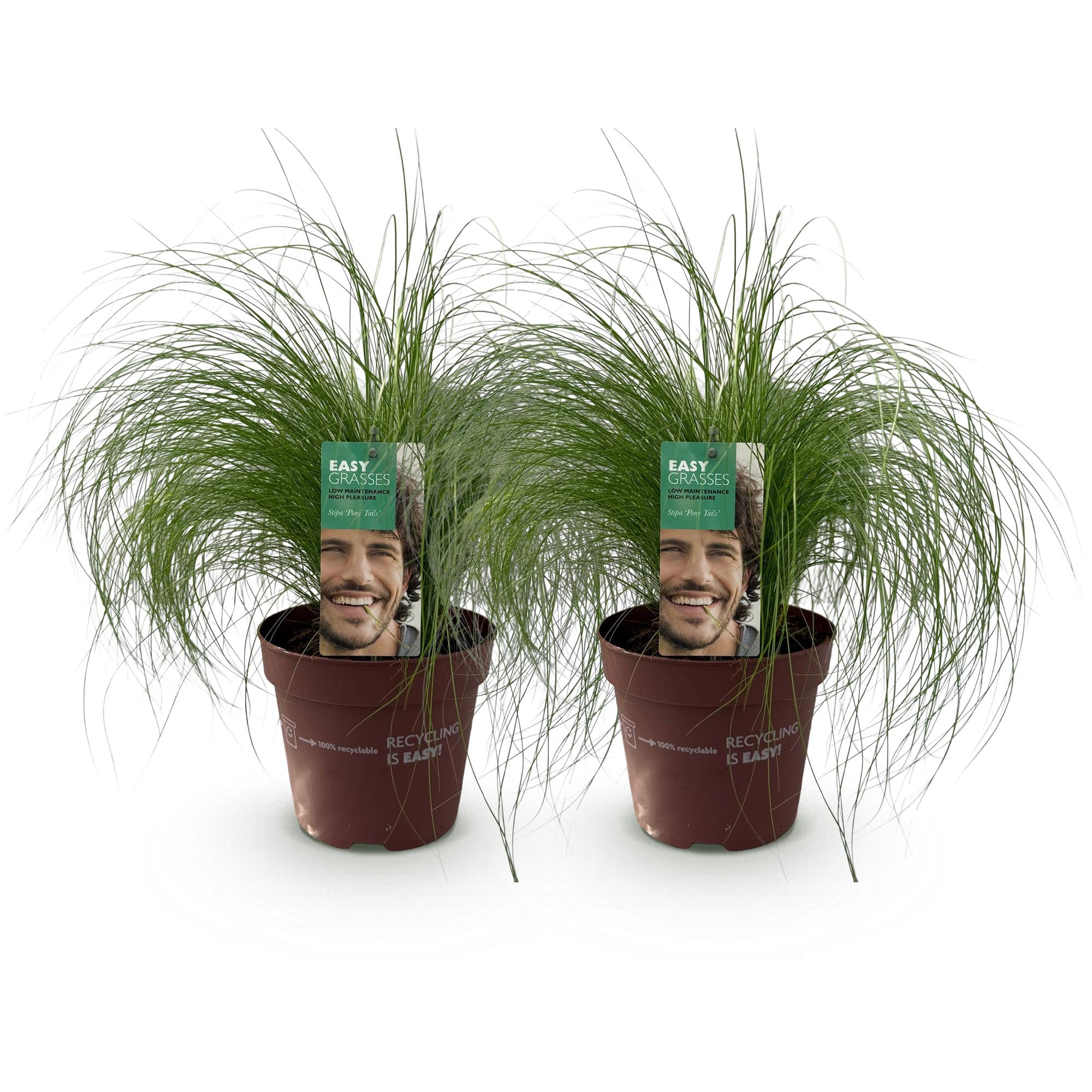 Federgras &