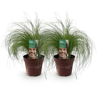 Federgras &