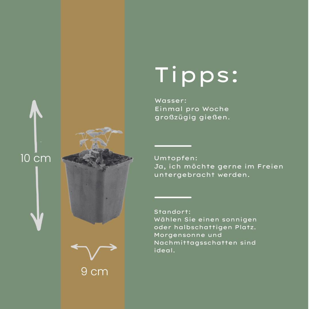 6x Aquilegia vulgaris - ↕10-25cm - Ø9cm