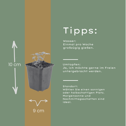 6x Aquilegia vulgaris - ↕10-25cm - Ø9cm