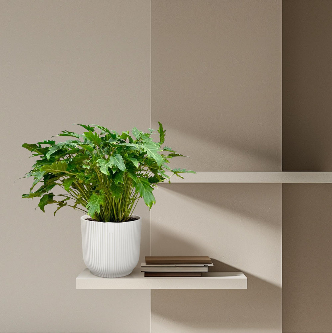 Philodendron Xanadu 80 cm | Tropische Zimmerpflanze im Ø27 cm Topf – Immergrün &amp; Pflegeleicht
