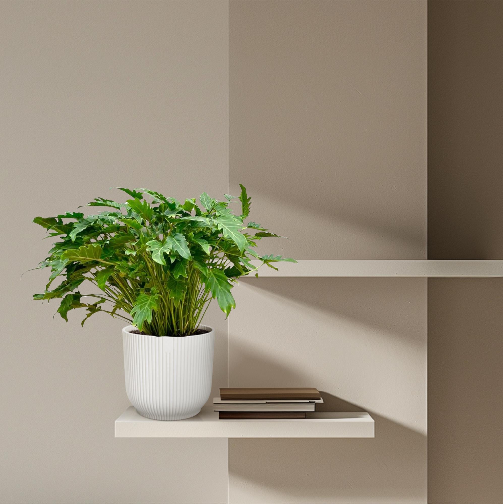 Philodendron Xanadu 80 cm | Tropische Zimmerpflanze im Ø27 cm Topf – Immergrün &amp; Pflegeleicht
