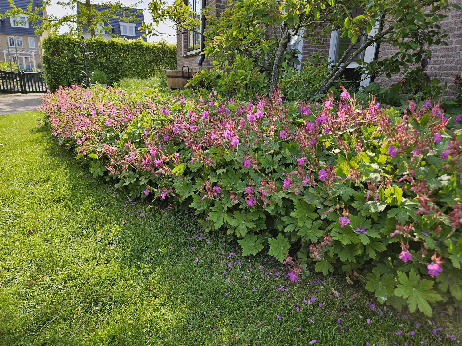24x Geranium macrorrhizum – Immergrüner Bodendecker für Garten &amp; Hang