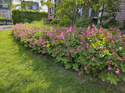 24x Geranium macrorrhizum – Immergrüner Bodendecker für Garten &amp; Hang