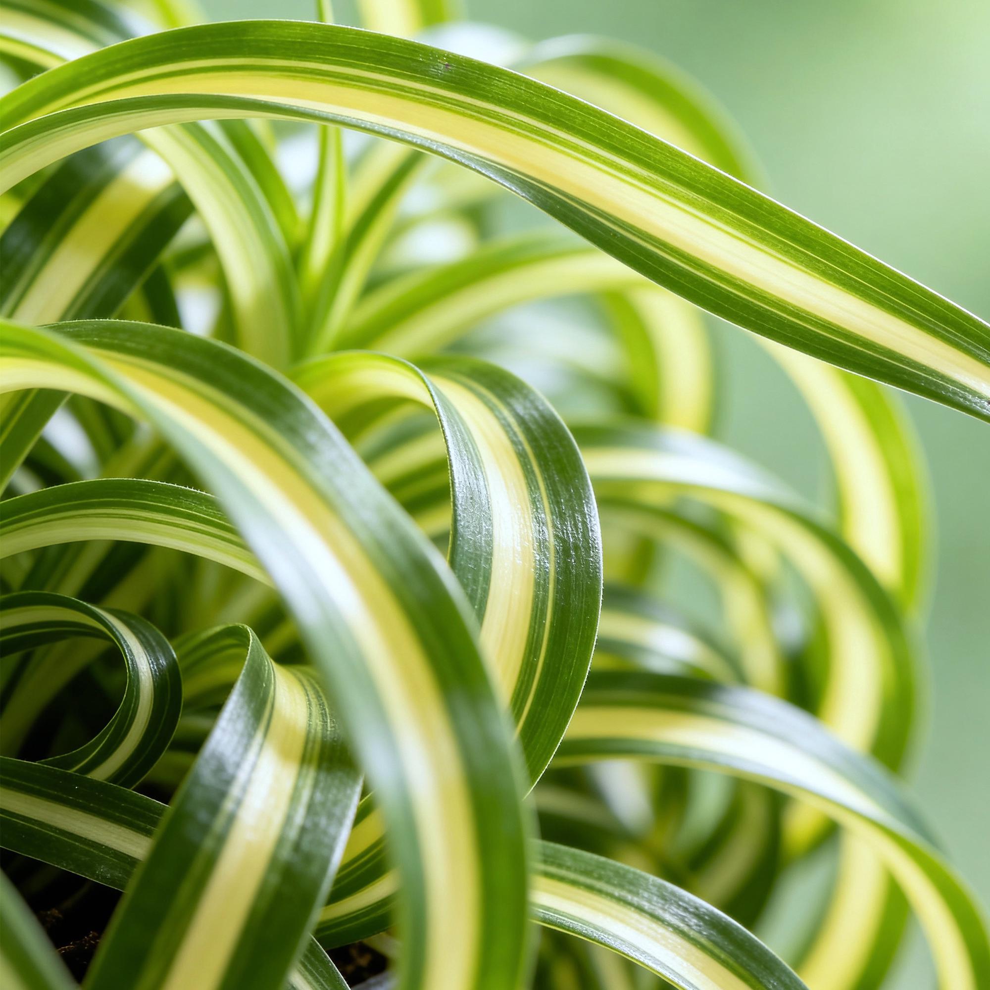 Chlorophytum comosum Bonnie - Lockige Graslilie - Haustierfreundliche Pflanze - Grün - 1 Pflanze - Topf 12cm - Höhe 20cm