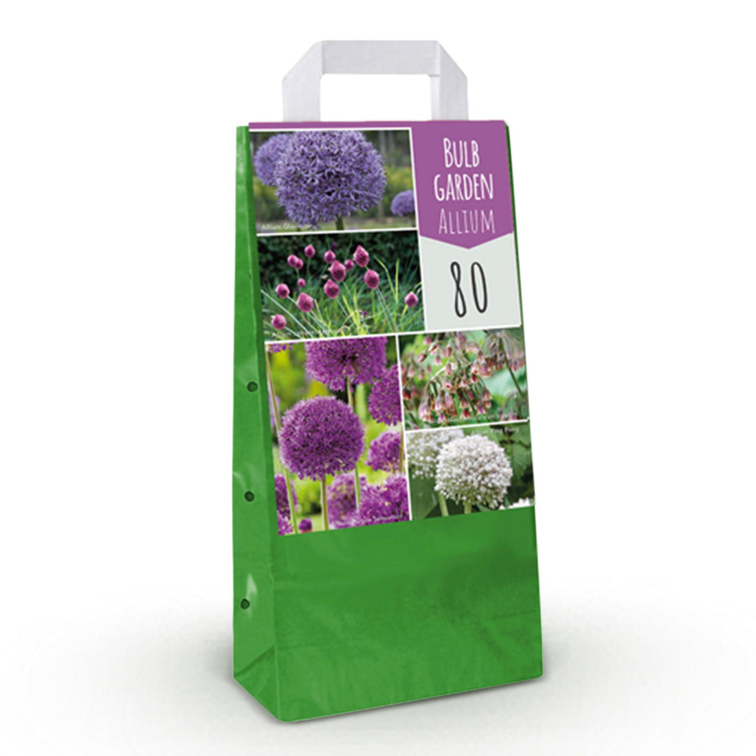 Blumenzwiebeln Allium Mix | 80 Stück Farbenmix – Geschenkverpackung – winterhart &amp; bienenfreundlich
