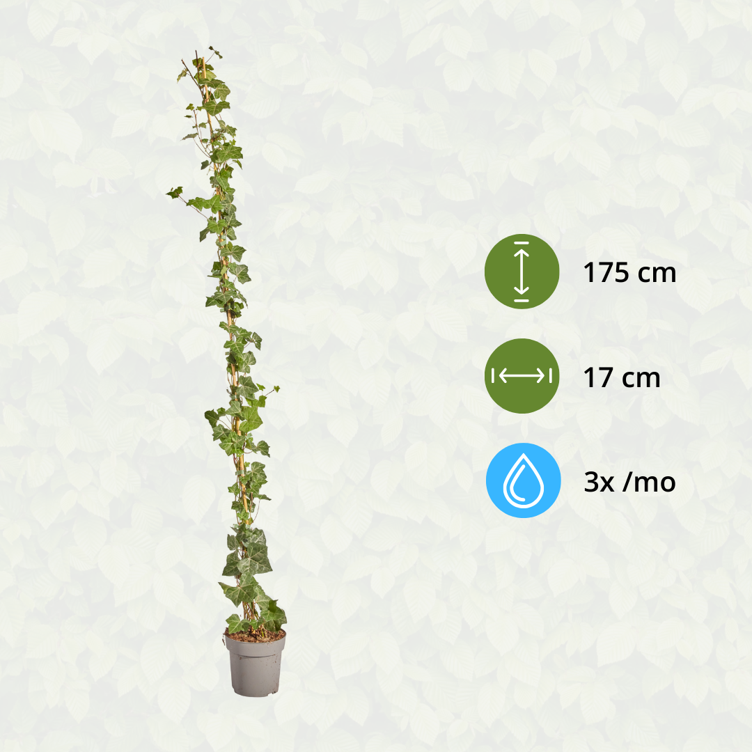 Hedera Hibernica - Efeu - gestäbt - ↨150 - 175 cm