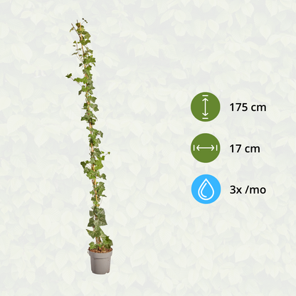 Hedera Hibernica - Efeu - gestäbt - ↨150 - 175 cm