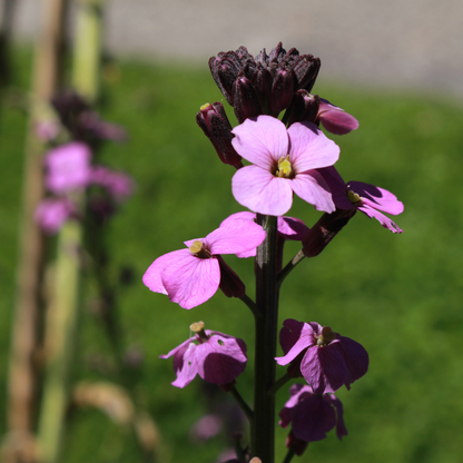 6x Erysimum &