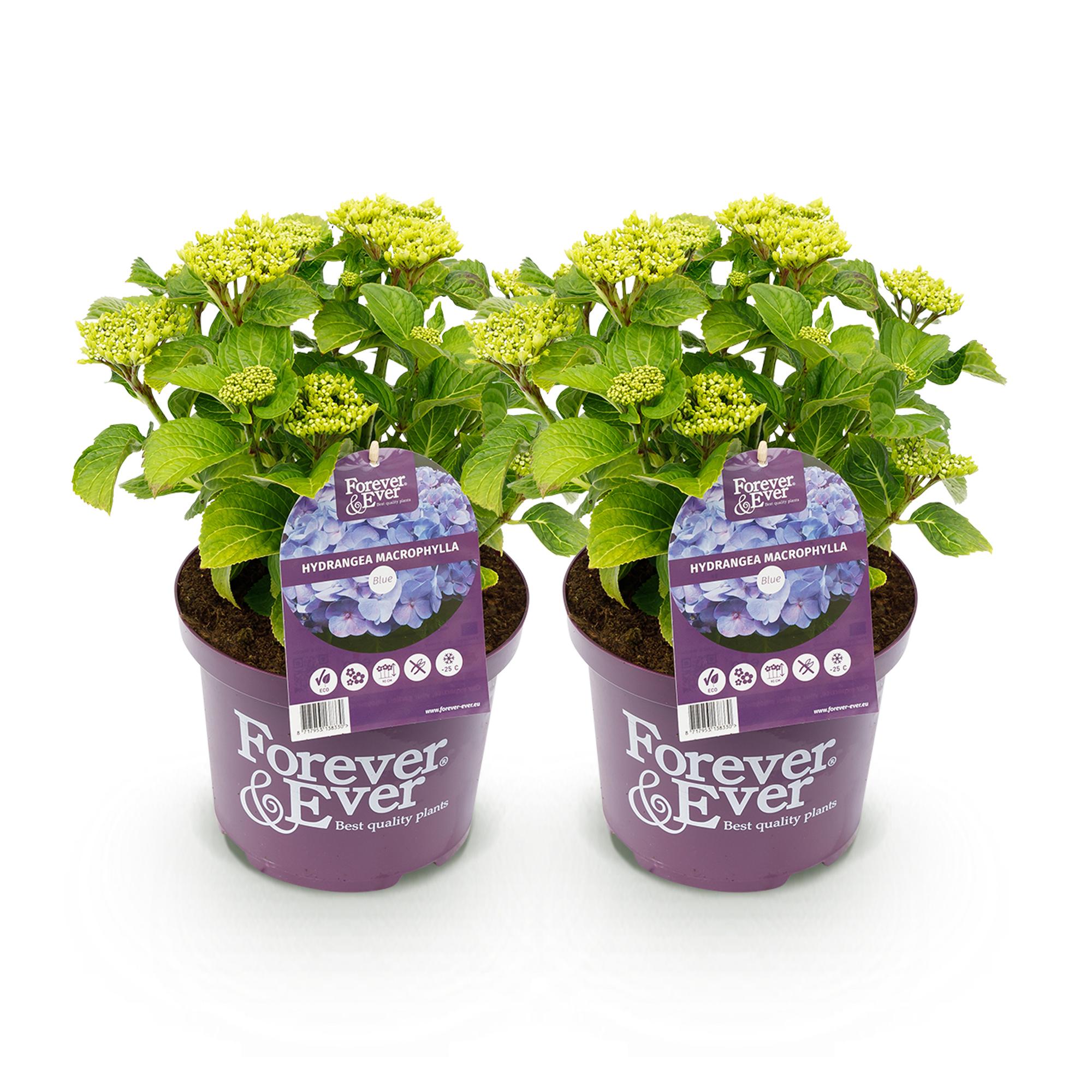 Balkon-Hortensie Forever &amp; Ever Blau – 2 Pflanzen – 7–12 Blüten – Ø23 cm Topf – Höhe ca. 55 cm