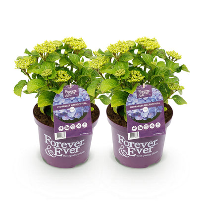 Balkon-Hortensie Forever &amp; Ever Blau – 2 Pflanzen – 7–12 Blüten – Ø23 cm Topf – Höhe ca. 55 cm