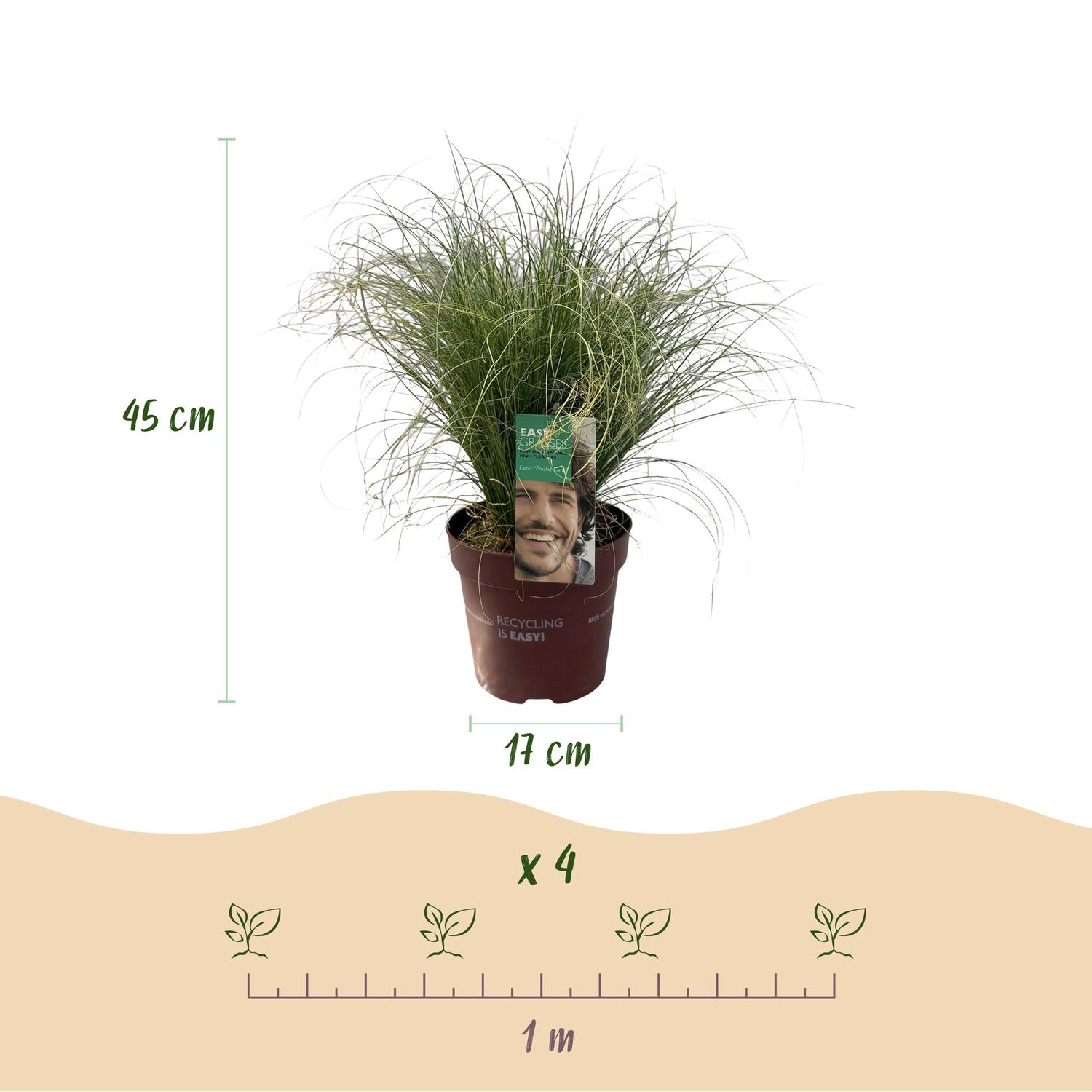 Carex &