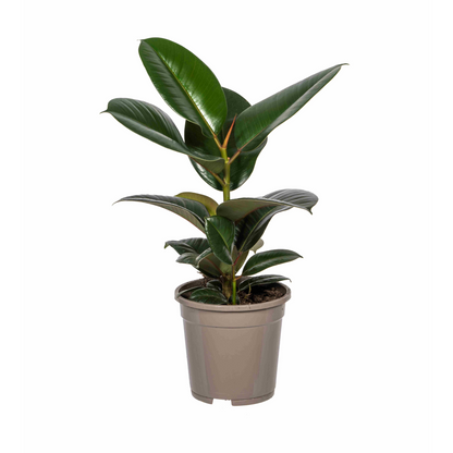 Ficus Elastica Robusta – Eleganter Gummibaum auf Stamm