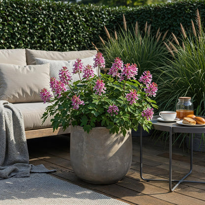 Blumenzwiebeln Corydalis Beth Evans | 20 Stück Weiß &amp; Lila – Zwiebelgröße 6/7 – XXL Pack
