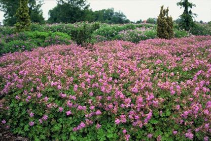 24x Geranium cantabrigiense ‘Cambridge’ – Duftender Bodendecker für sonnige &amp; halbschattige Lagen – Höhe 10–25 cm – Ø 9 cm