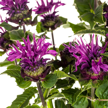 Monarda Didyma Purple Ø19cm - ↕45 - 60cm
