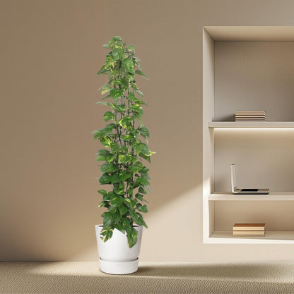 Epipremnum aureum „Mosstok“ | Efeutute am Moosstab – Pflegeleicht &amp; Luftreinigend