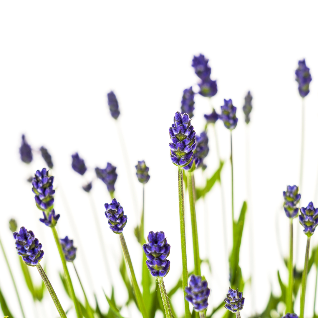 Lavandula angustifolia (4er-Set) – Echter Lavendel Ø19 cm | Duft &amp; Bienenliebe