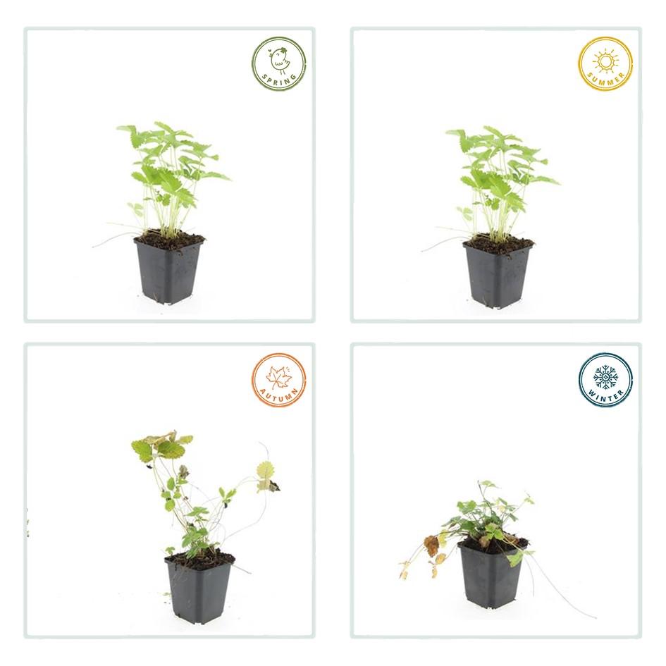 24x Fragaria vesca – Wald-Erdbeere für Garten &amp; Beet – Höhe 10–25 cm – Ø 9 cm Topf