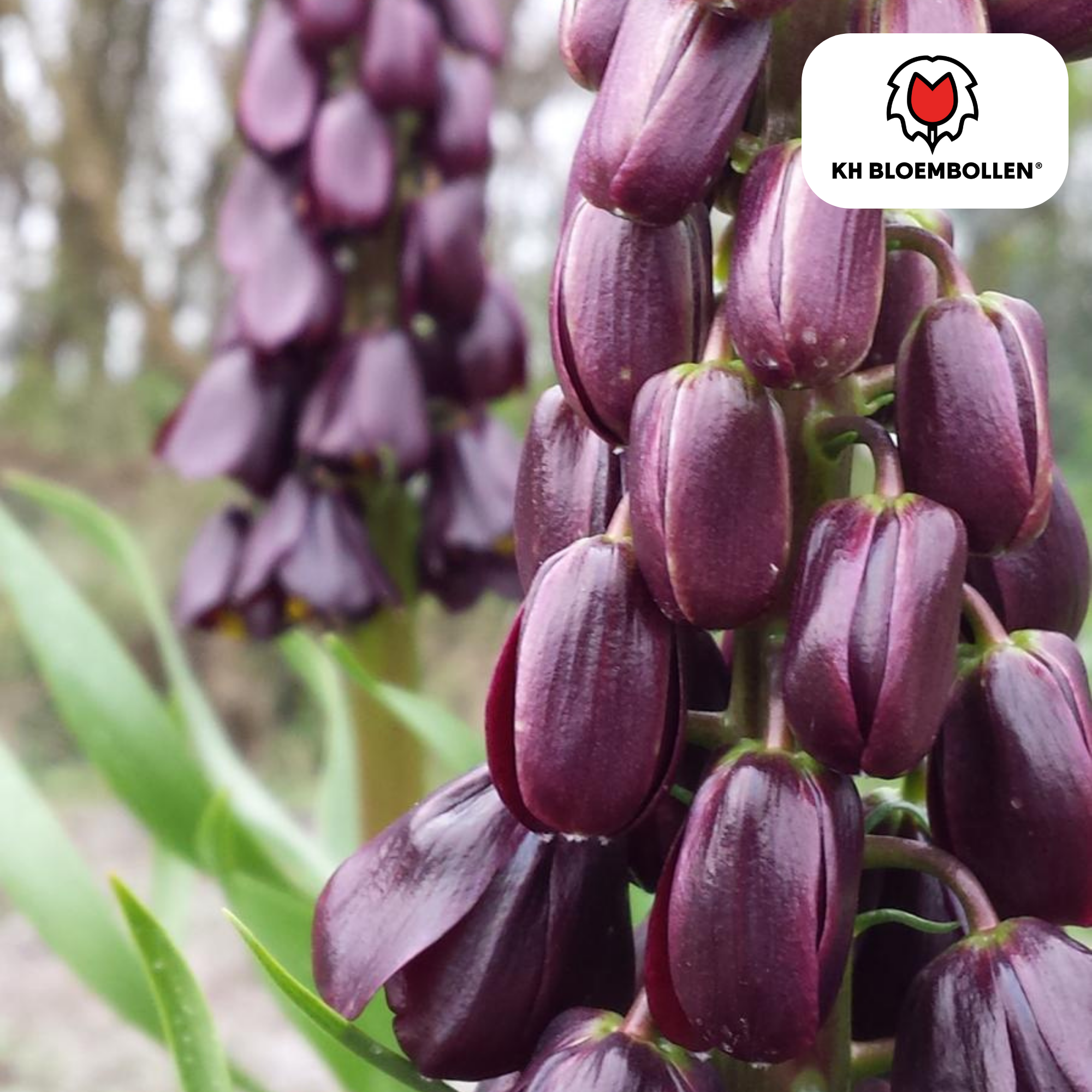 Fritillaria Lila Favorit – 5 Stück | Purpur-Kaiserkrone