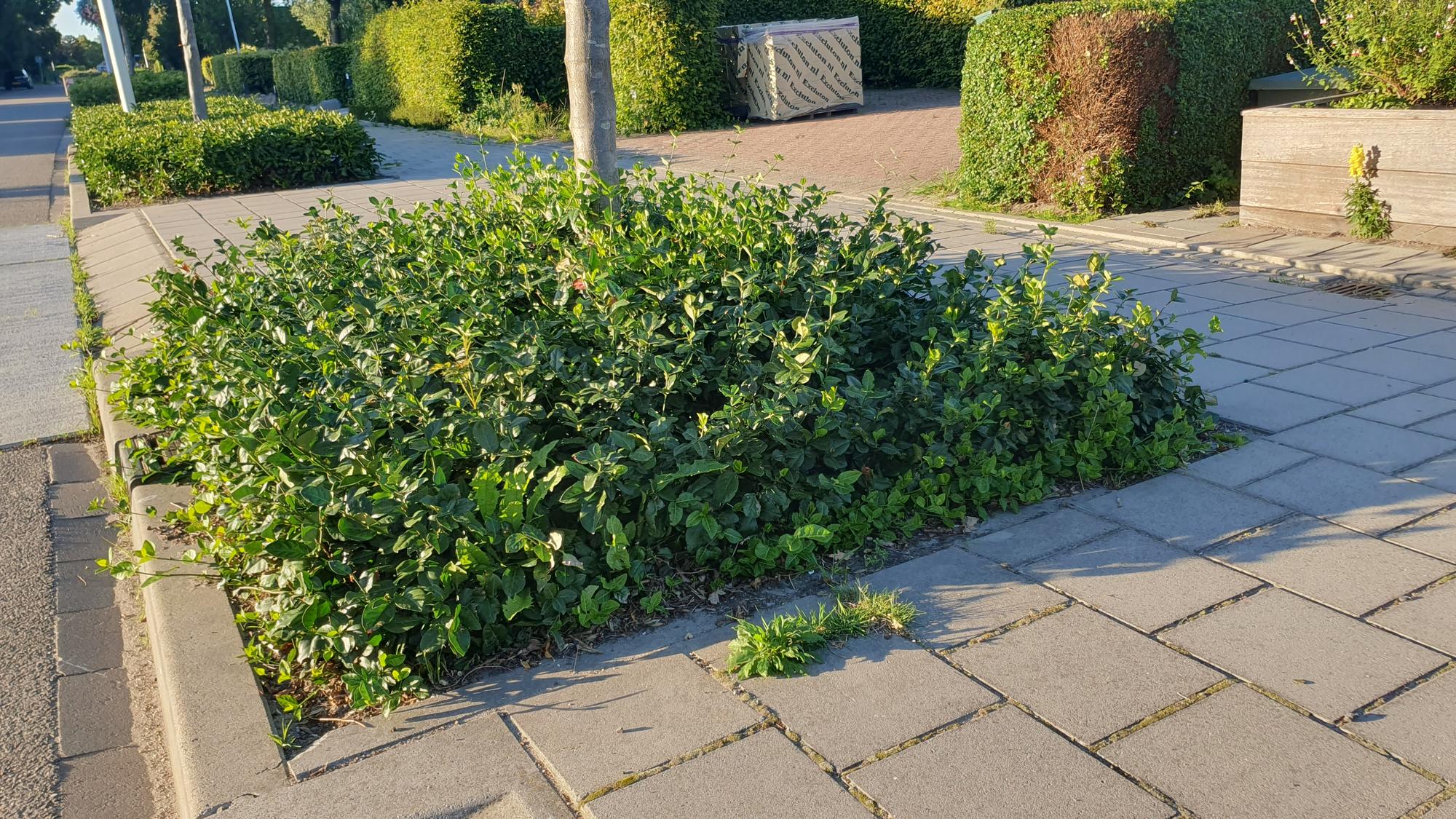 24x Euonymus fort. &