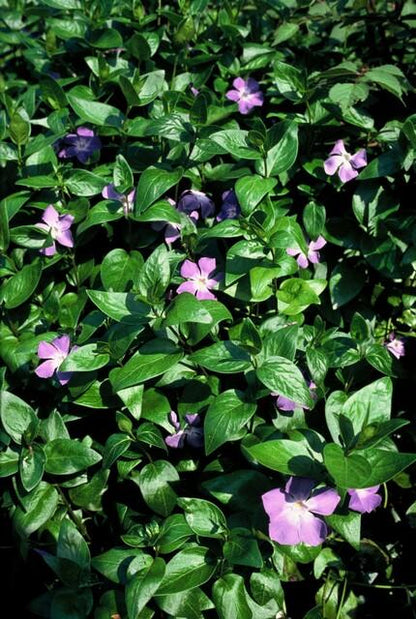 Vinca major – 24 Pflanzen Ø 9 cm – Großes Immergrün | Robuster, winterharter Bodendecker mit violett-blauen Blüten
