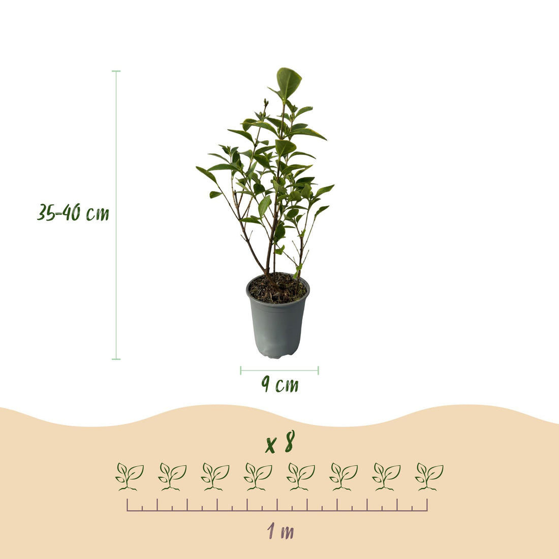 Ligustrum &