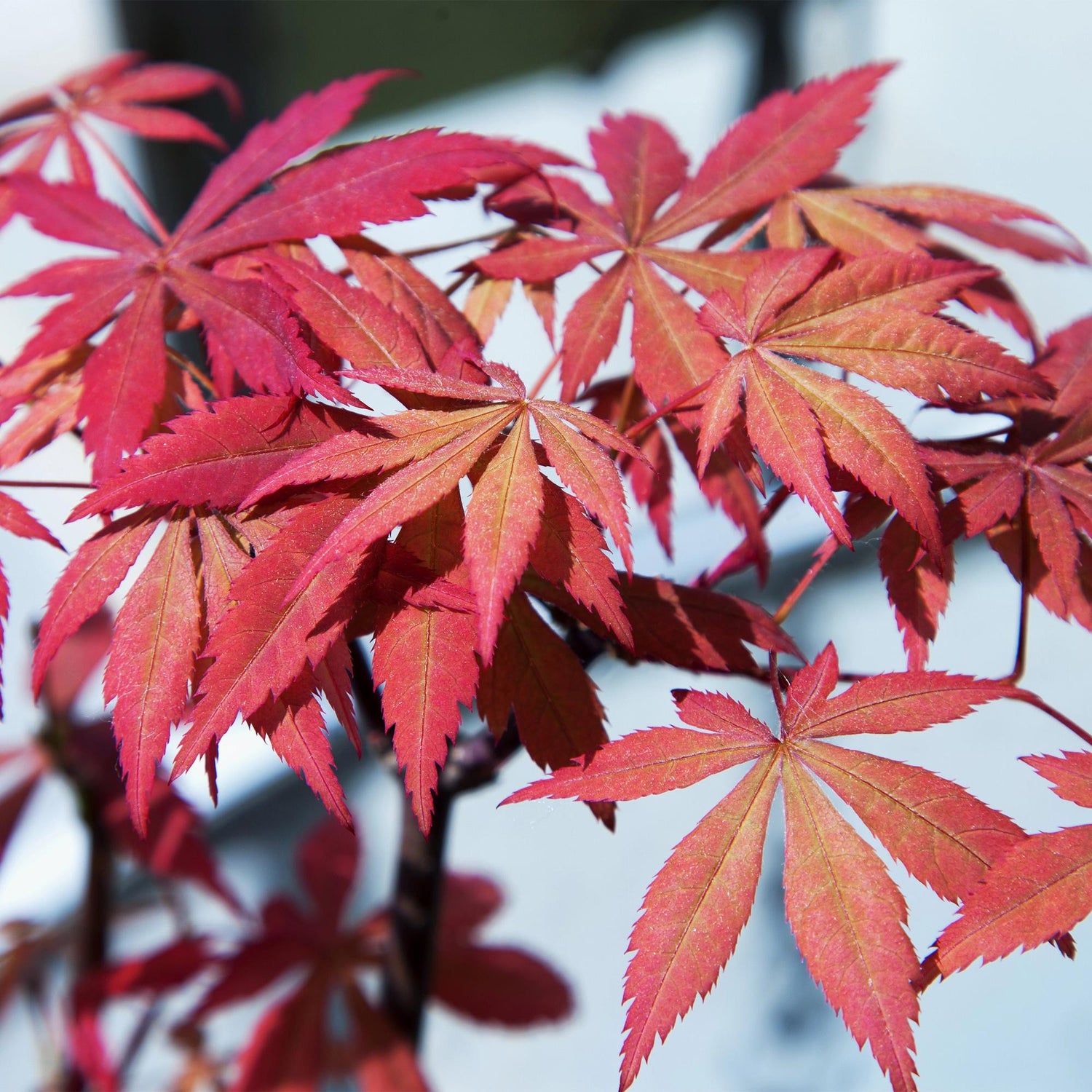 Japanischer Ahorn - Acer palmatum Sumi-nagashi - Rot - 1 Pflanze - Laubabwerfend - Topf 19cm Höhe 70cm