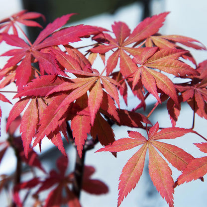 Japanischer Ahorn - Acer palmatum Sumi-nagashi - Rot - 1 Pflanze - Laubabwerfend - Topf 19cm Höhe 70cm