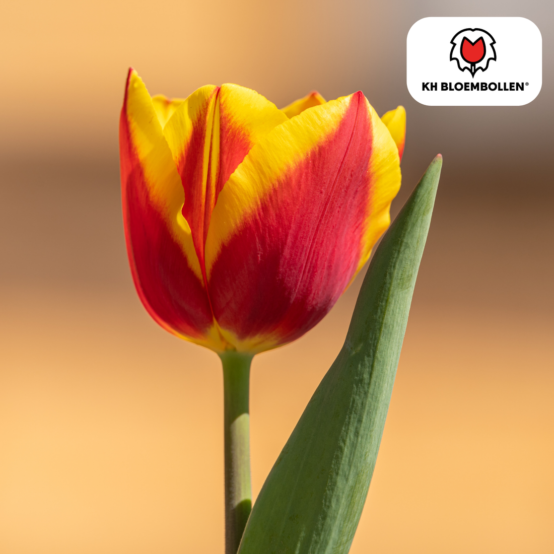 Tulpenzwiebeln Dow Jones | 20er-Pack | Kräftig Rot