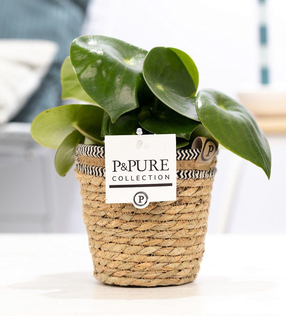 Peperomia Raindrop In P&amp;PURE Basket - Ø12cm - ↕25cm