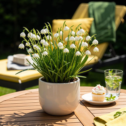 Blumenzwiebeln Leucojum Aestivum | 20 Stück Weiß – Zwiebelgröße 8/9 – XXL Pack