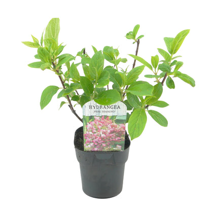 Rispenhortensie - Hydrangea panniculata Pink Diamond - Blüte Weiß Rosa - 1 Pflanze - Laubabwerfend - Große Blüten - Topf 17cm Höhe 50cm