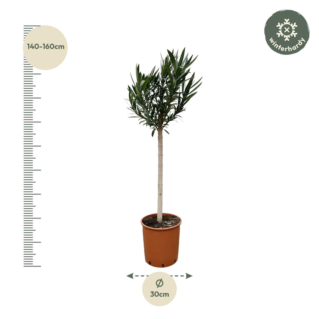 Oleander Hochstamm – Nerium Oleander – ca. 170 cm – Ø30 cm Topf – Immergrün &amp; Mediterran