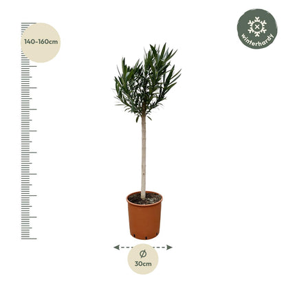 Oleander Hochstamm – Nerium Oleander – ca. 170 cm – Ø30 cm Topf – Immergrün &amp; Mediterran