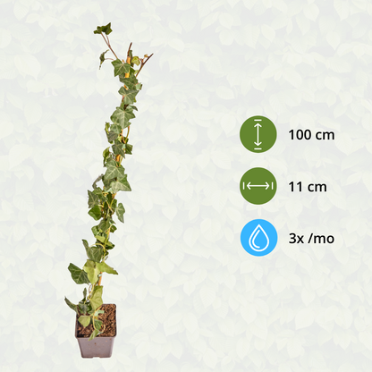 Hedera Hibernica - Efeu - gestäbt - ↨80 - 100 cm
