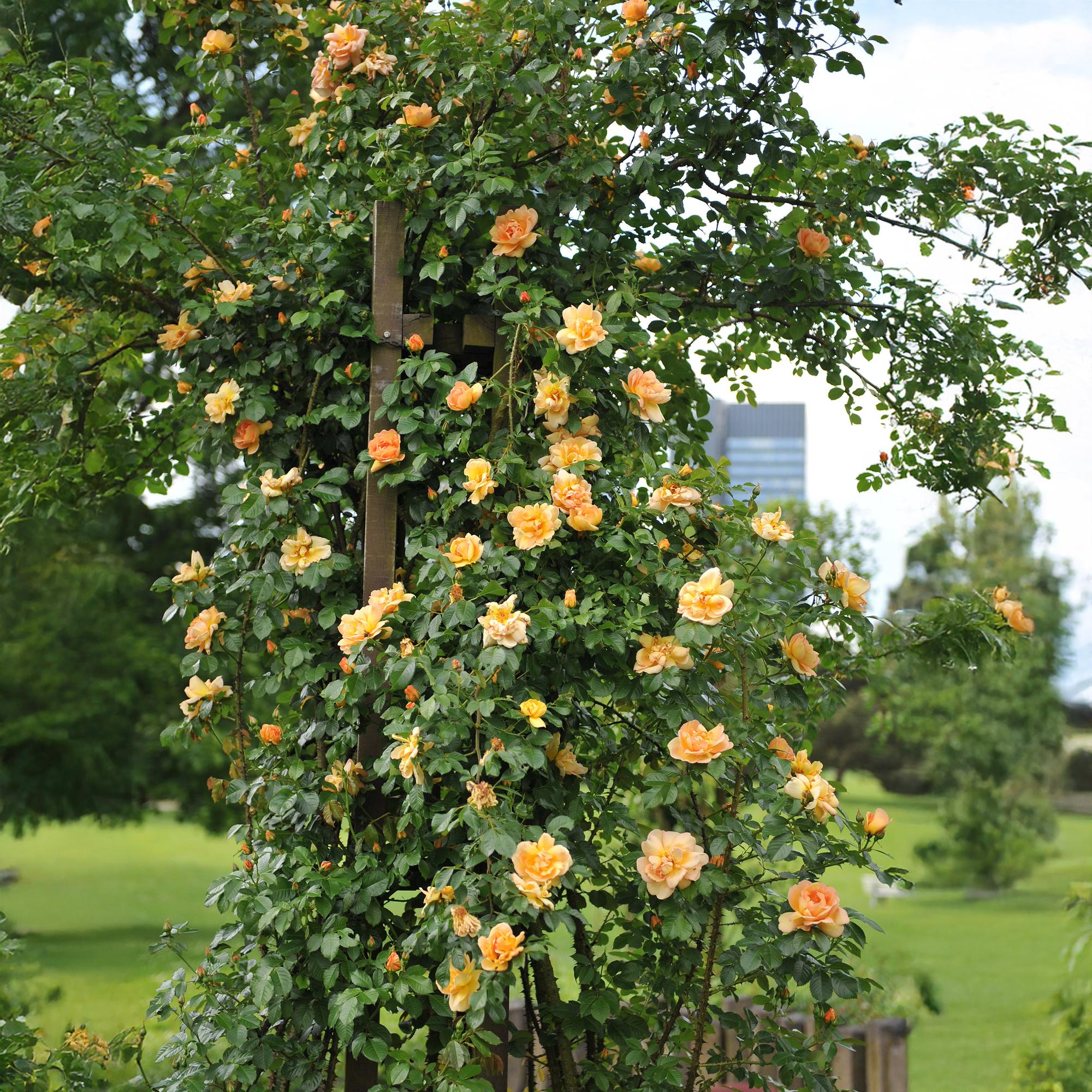 Kletterrose - Rosa Orange Climber - Blüte Orange - Wenig Pflege - 2 Pflanzen - Topf 11cm Höhe 40cm